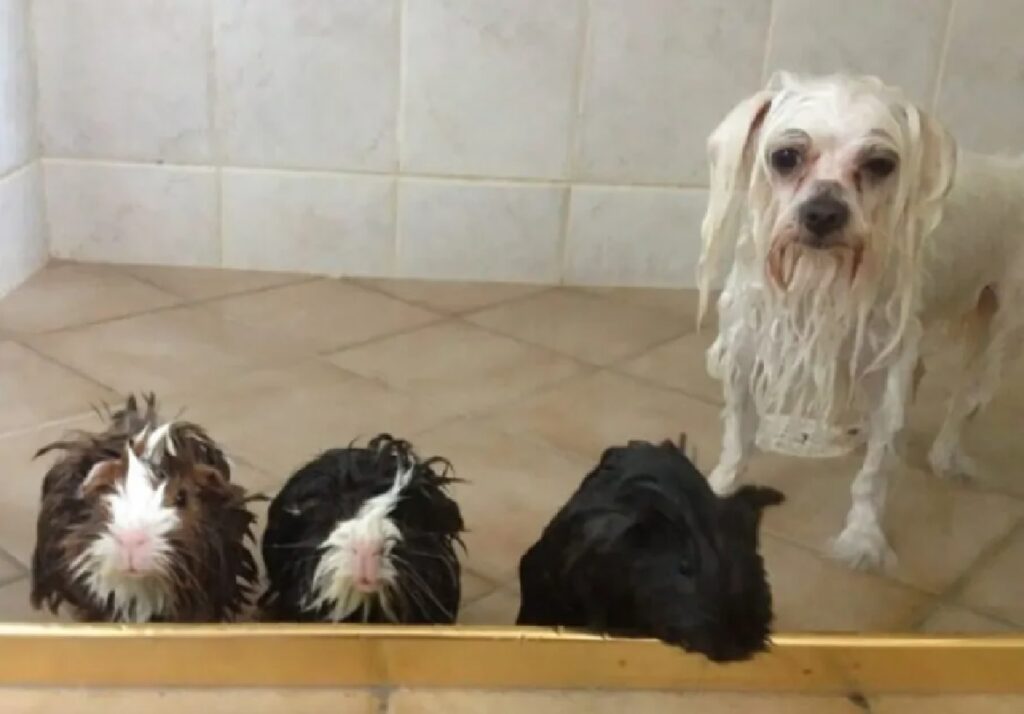 cane piastrelle chiare bagno