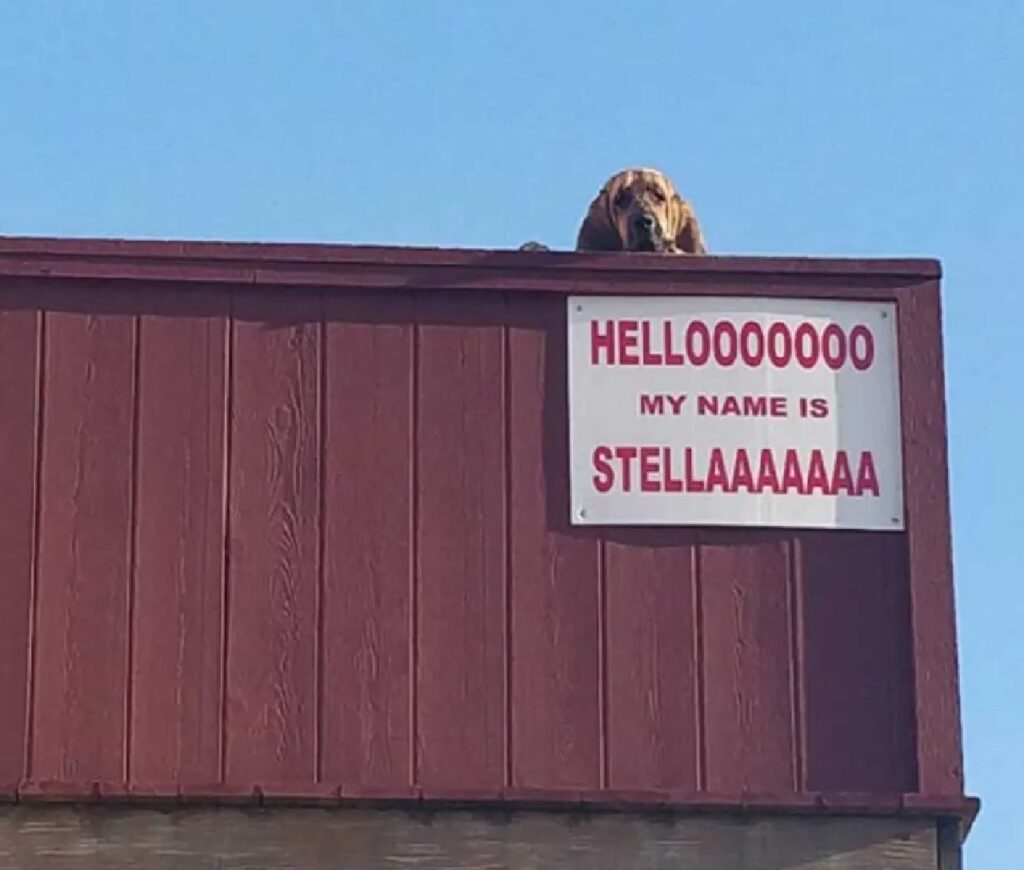 cagnolina cartello sotto di lei