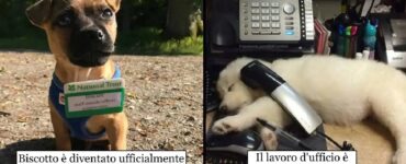 cani che finalmente hanno un'occupazione