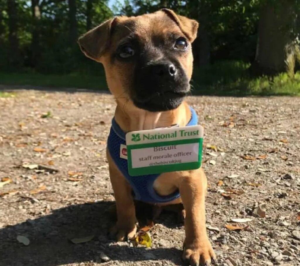 cagnolino con cartello identificativo