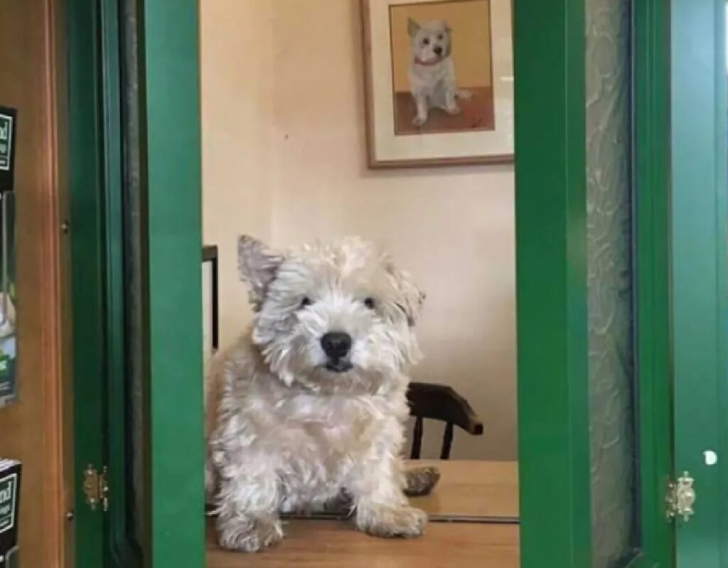 cane vicino porta verde