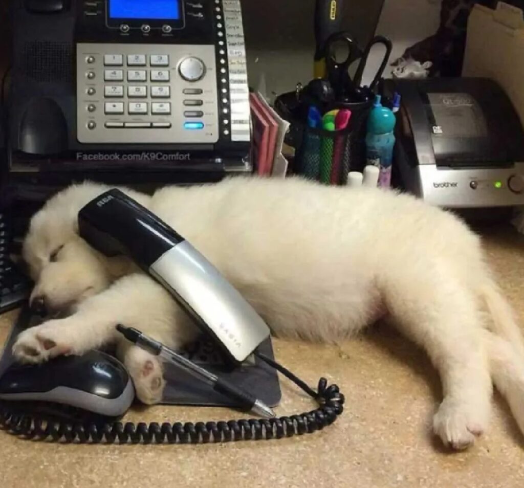 cane dorme con cellulare