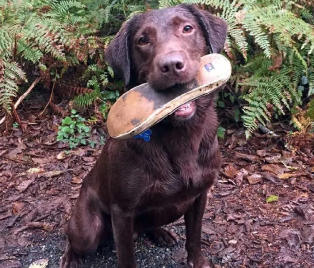 cane con scarpa in bocca