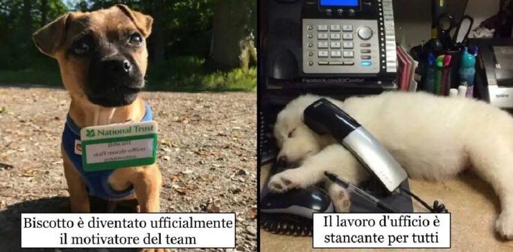 cani che finalmente hanno un'occupazione