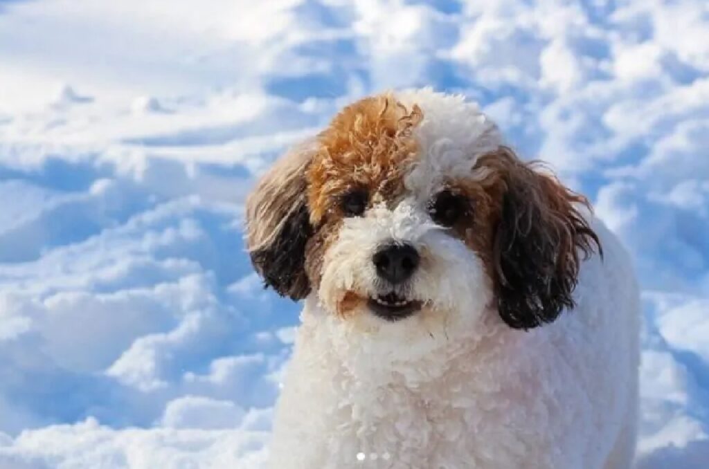 cagnolino orecchie marroni