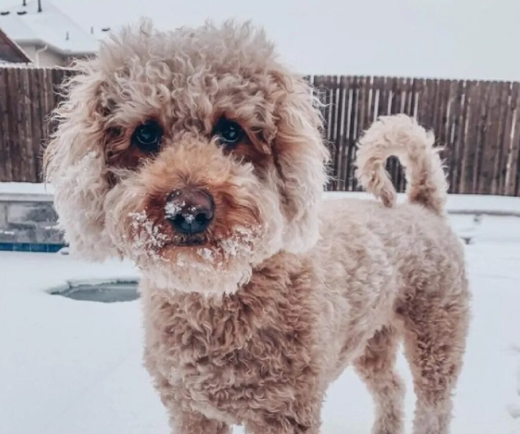 cane neve in giardino