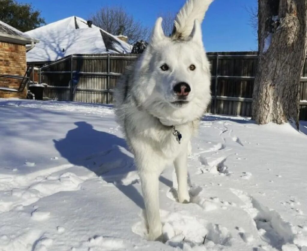 cane stesso colore neve