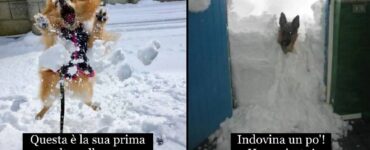 cani che hanno a che fare con neve