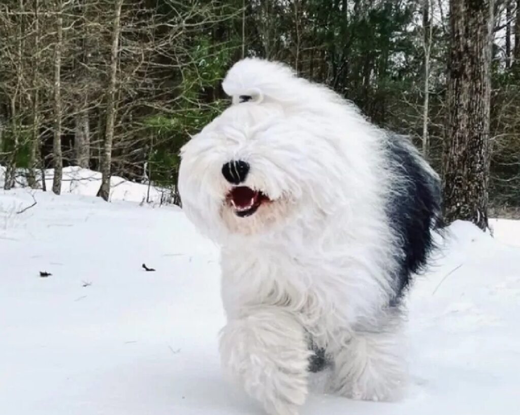 cane pelo lungo copre occhi