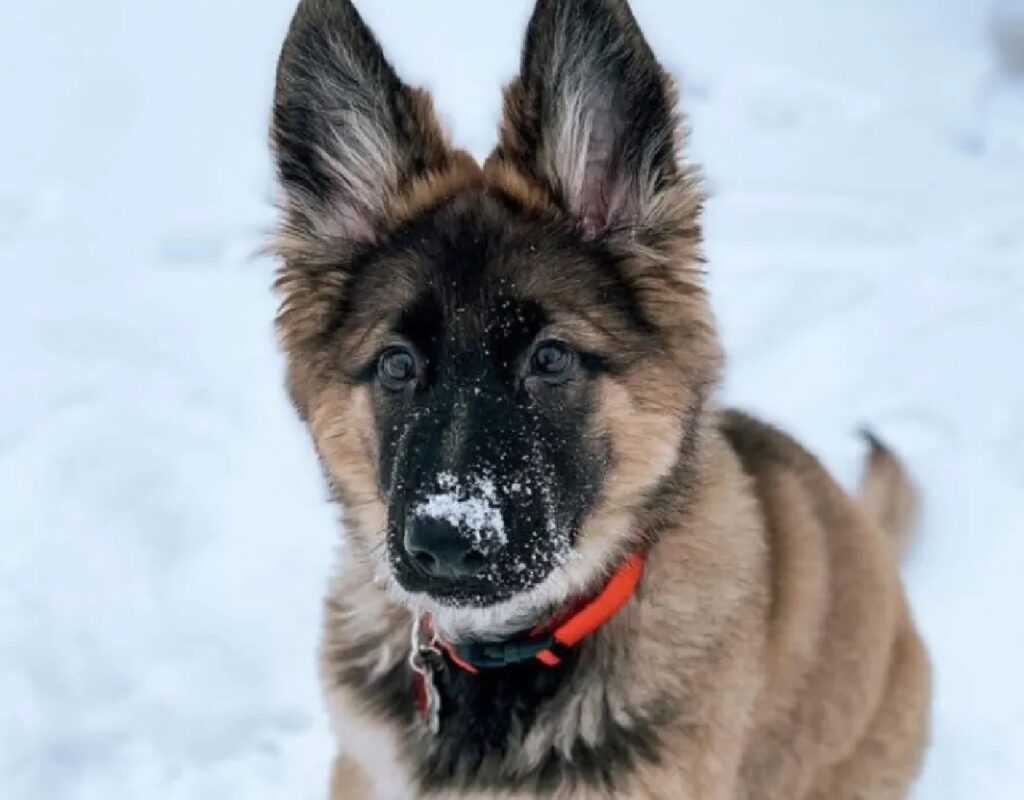 cucciolo muso sporco di neve