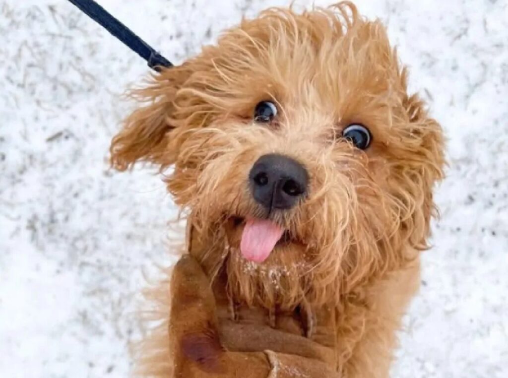 cagnolino guinzaglio scuro