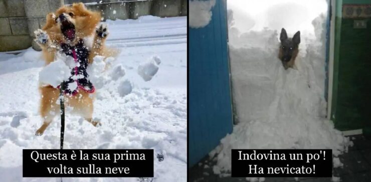 cani che hanno a che fare con neve