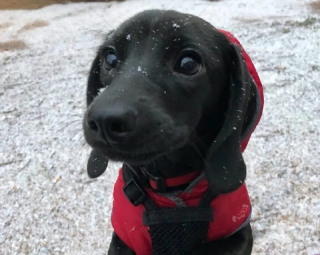 cagnolino nero neve