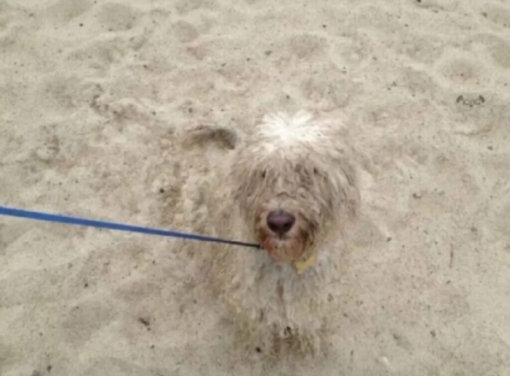 cane stesso colore della sabbia
