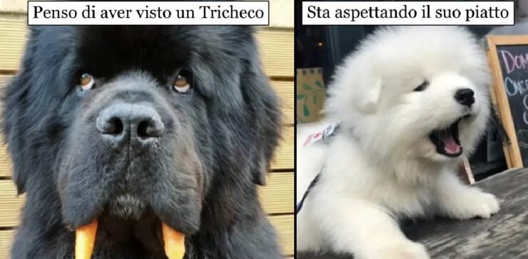 cani che hanno conquistato nostra attenzione