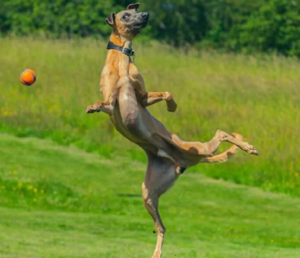 cane salta per l'aria