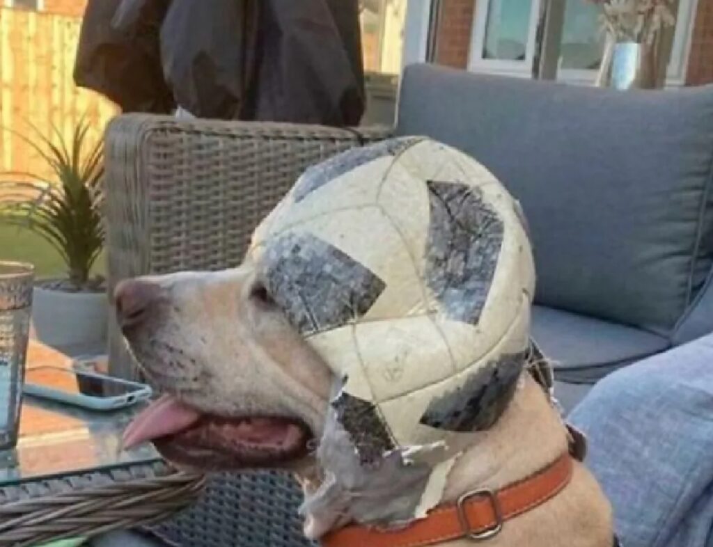 cane pallone sulla testa
