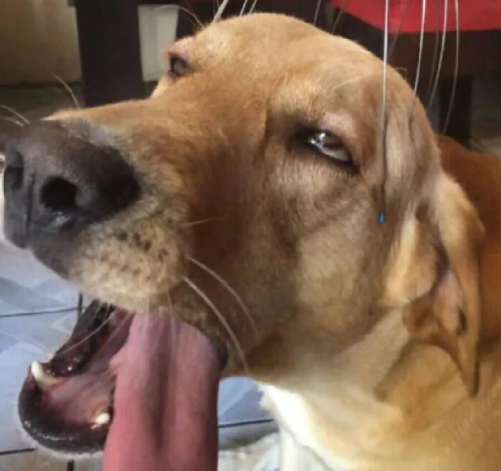 cane lingua cadente
