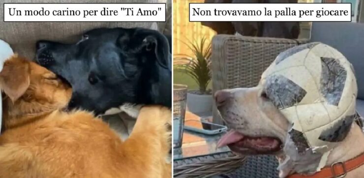 cani che hanno scoperto vocabolario