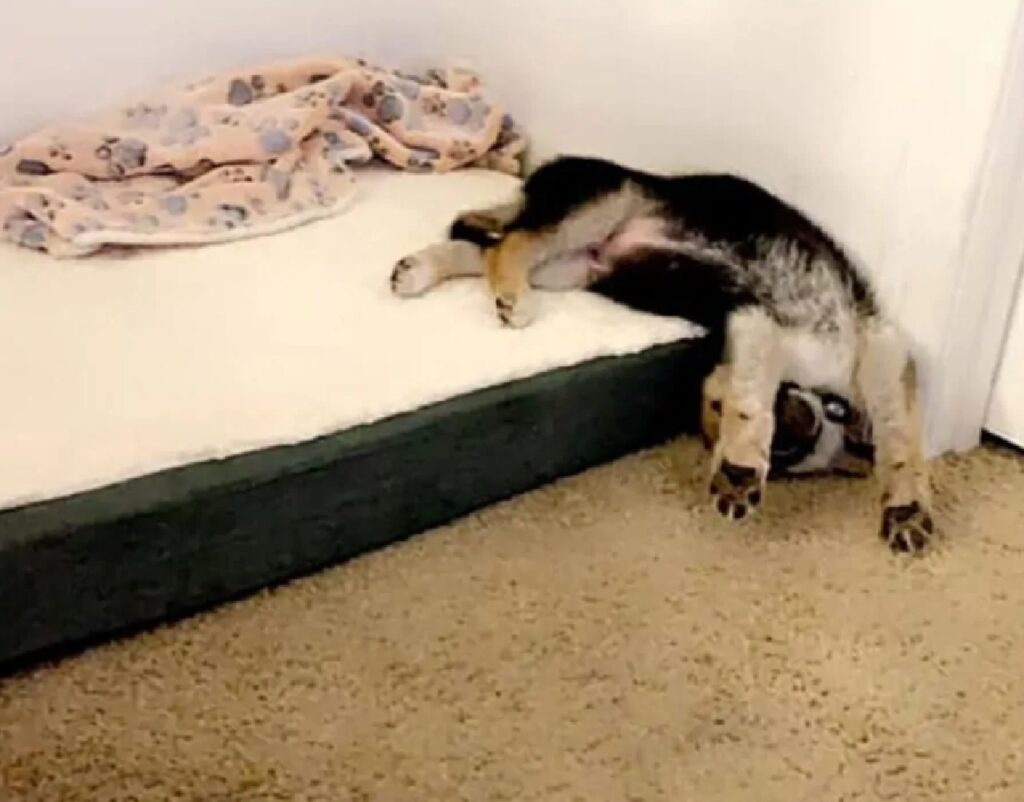 cucciolo cade da materasso