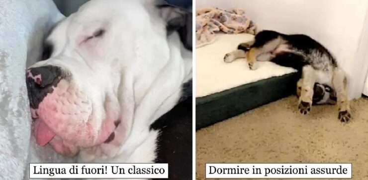 cani che sono in grado di dormire ovunque capiti