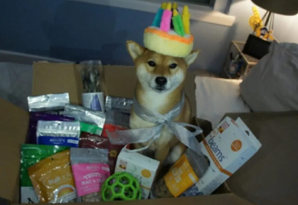 cane festeggia compleanno