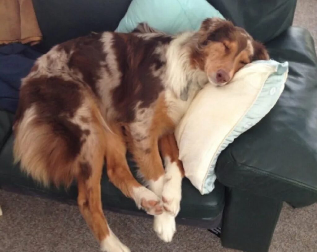 cane sul divano dorme