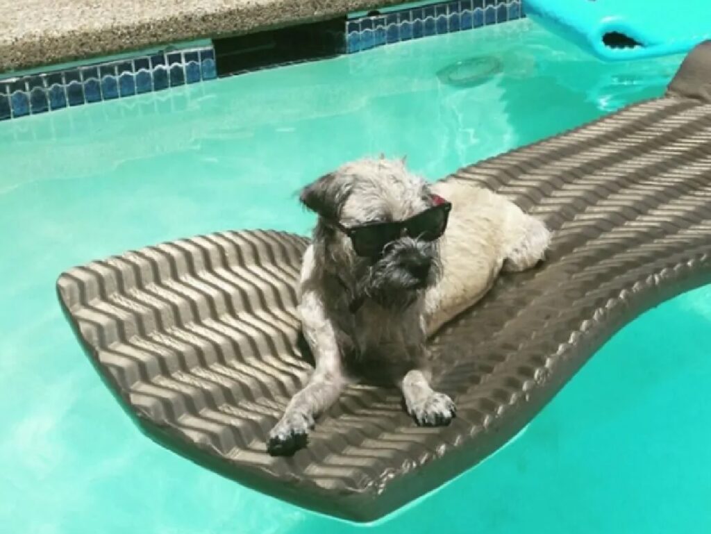 cane in piscina su gommone