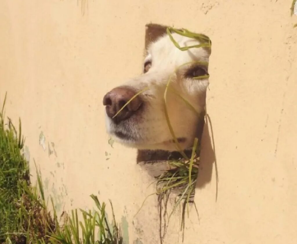 cane buco sul muro