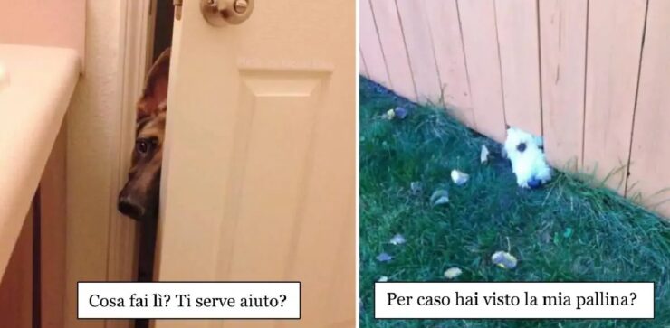 cani che non si tengono se devono conoscere qualcuno