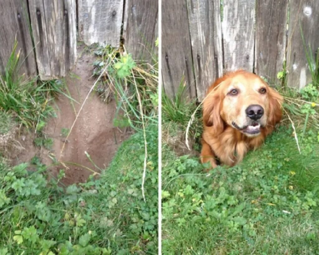 cane tra i fili d'erba