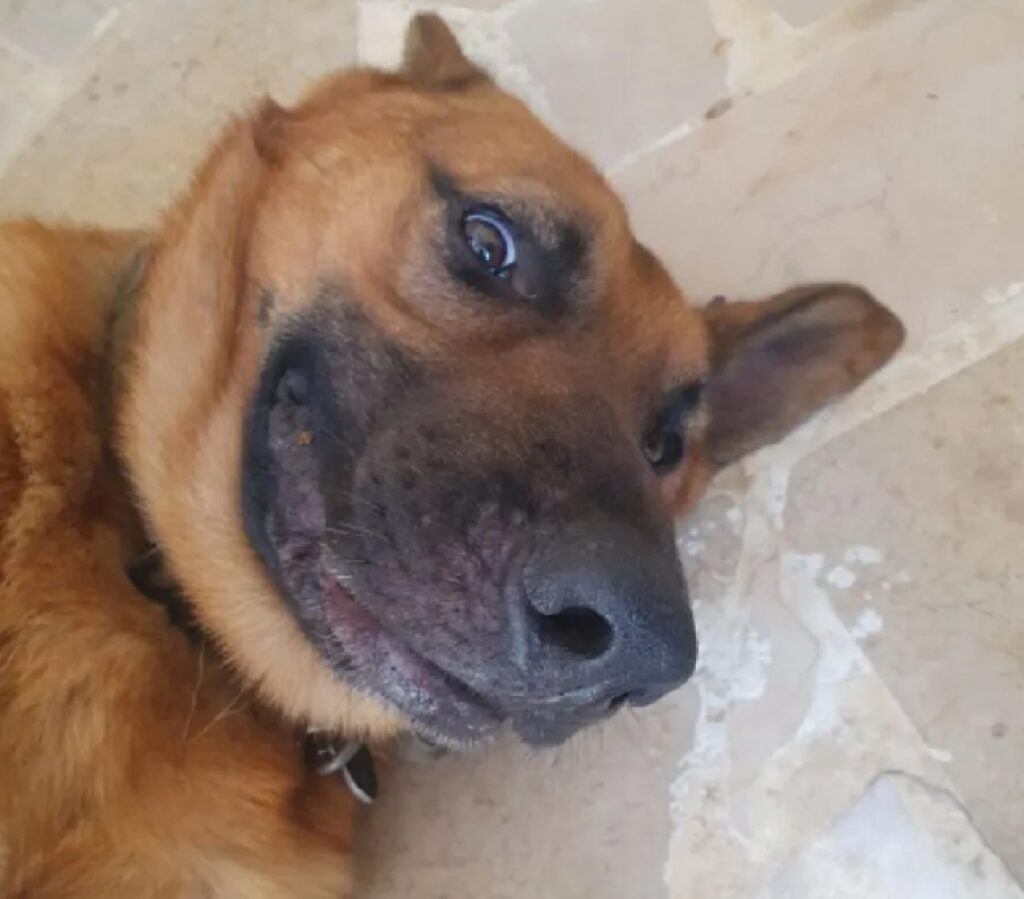 cagnolino sorriso leggero