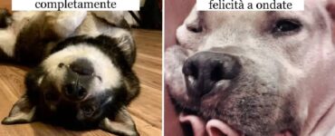 cane che riuscirebbero ad emozionare tutti