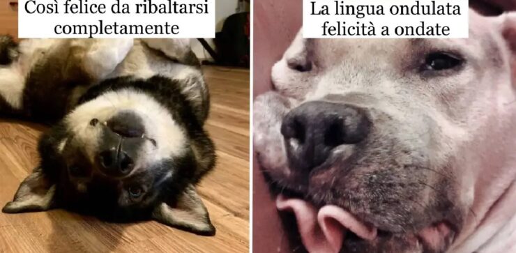 cane che riuscirebbero ad emozionare tutti