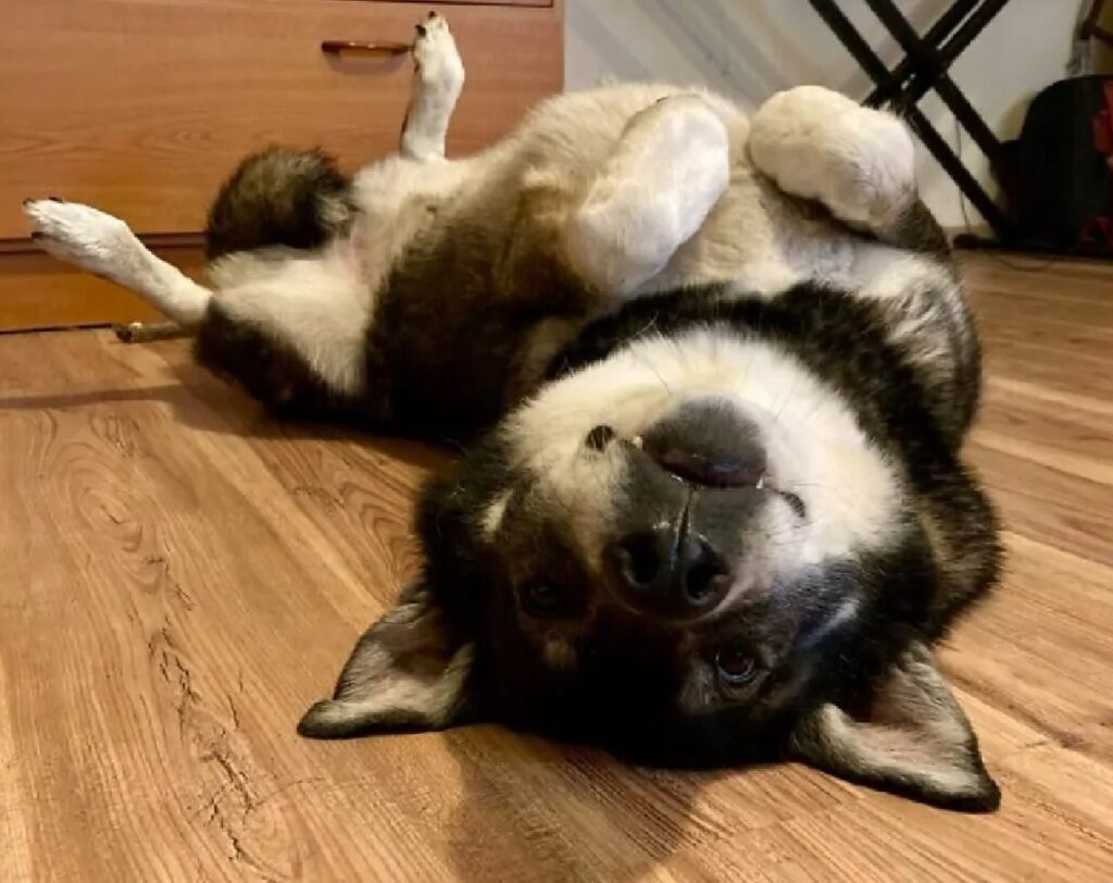 cagnolino supino sul parquet