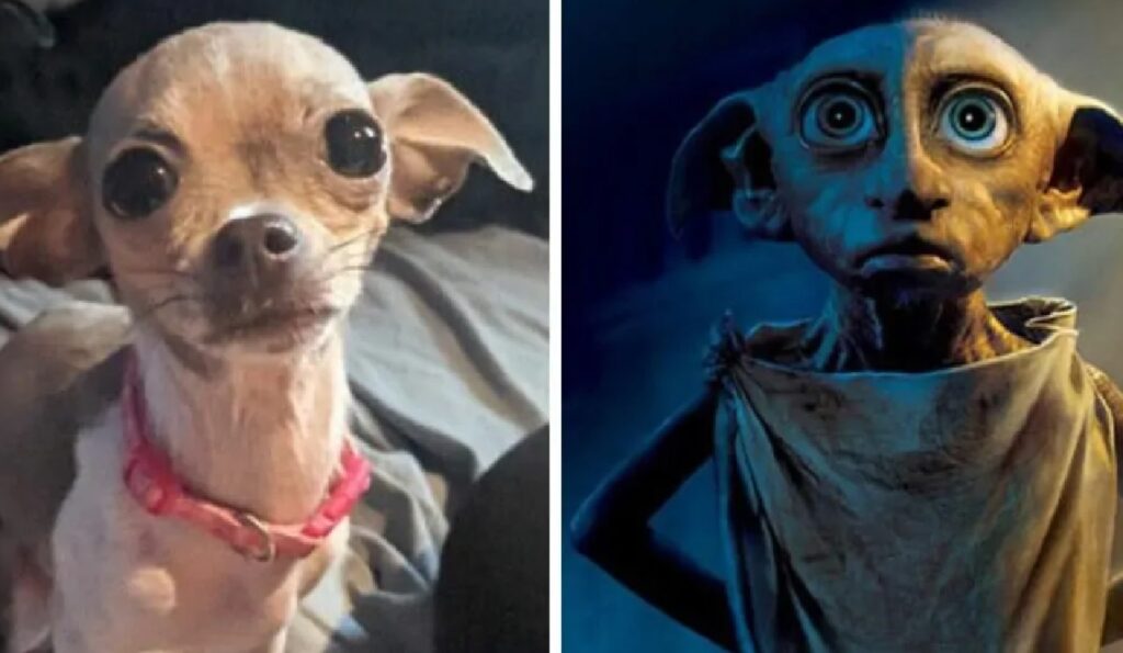 cane come dobby personaggio