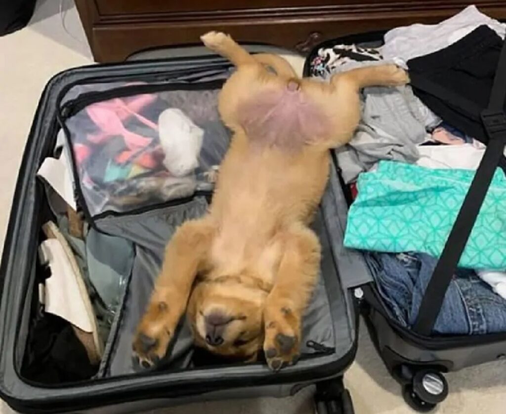 cane messo nella valigia
