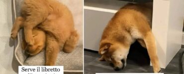 cani che riposano come capita