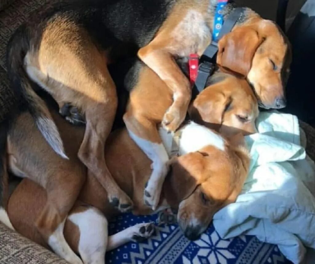 pila di cani che dormono