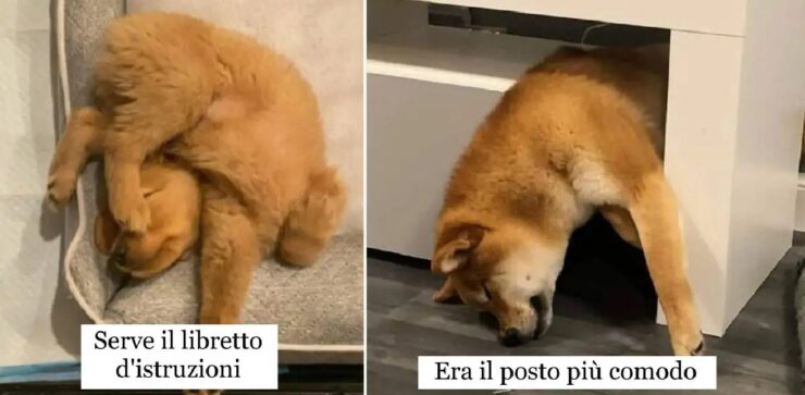 cani che riposano come capita