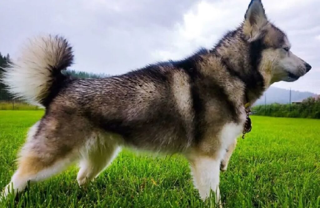 cane husky prato verde