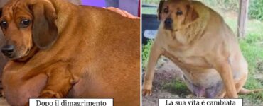 cani dalla determinazione notevole