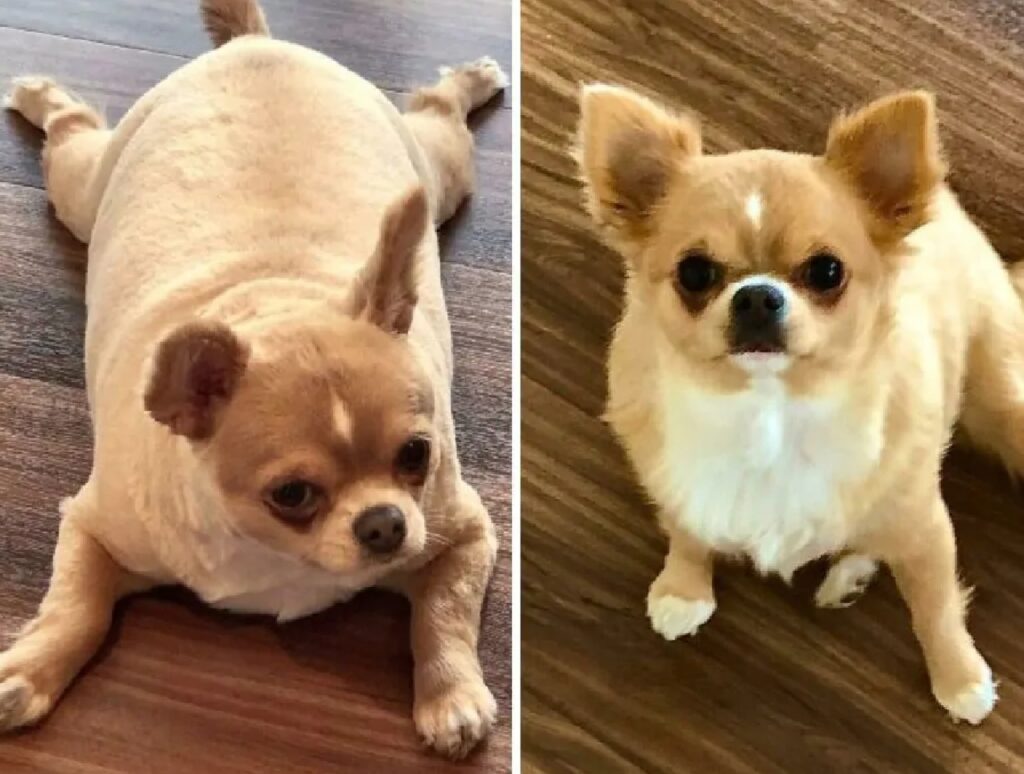 cagnolino differenze prima e dopo