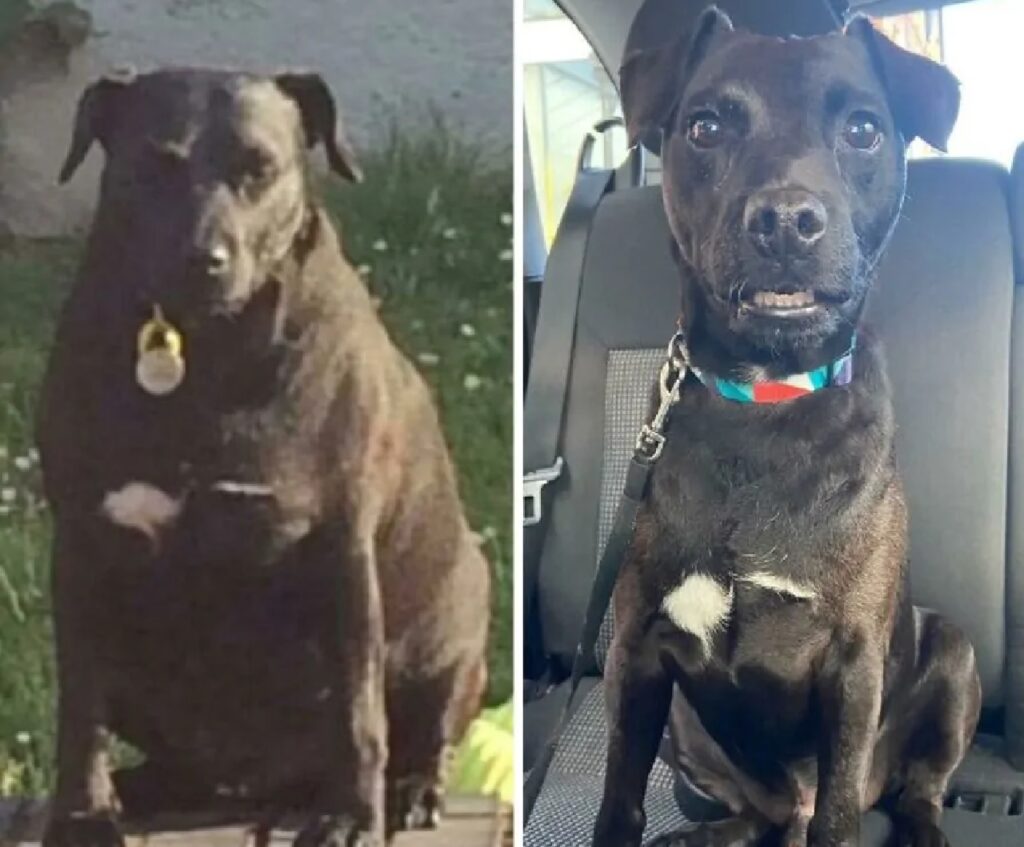 cagnolino sconfigge obesità