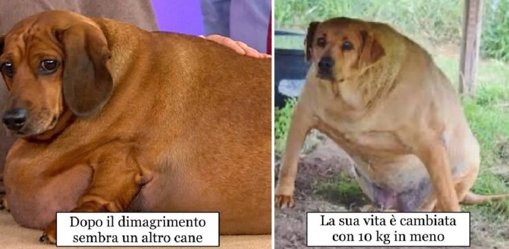 cani dalla determinazione notevole