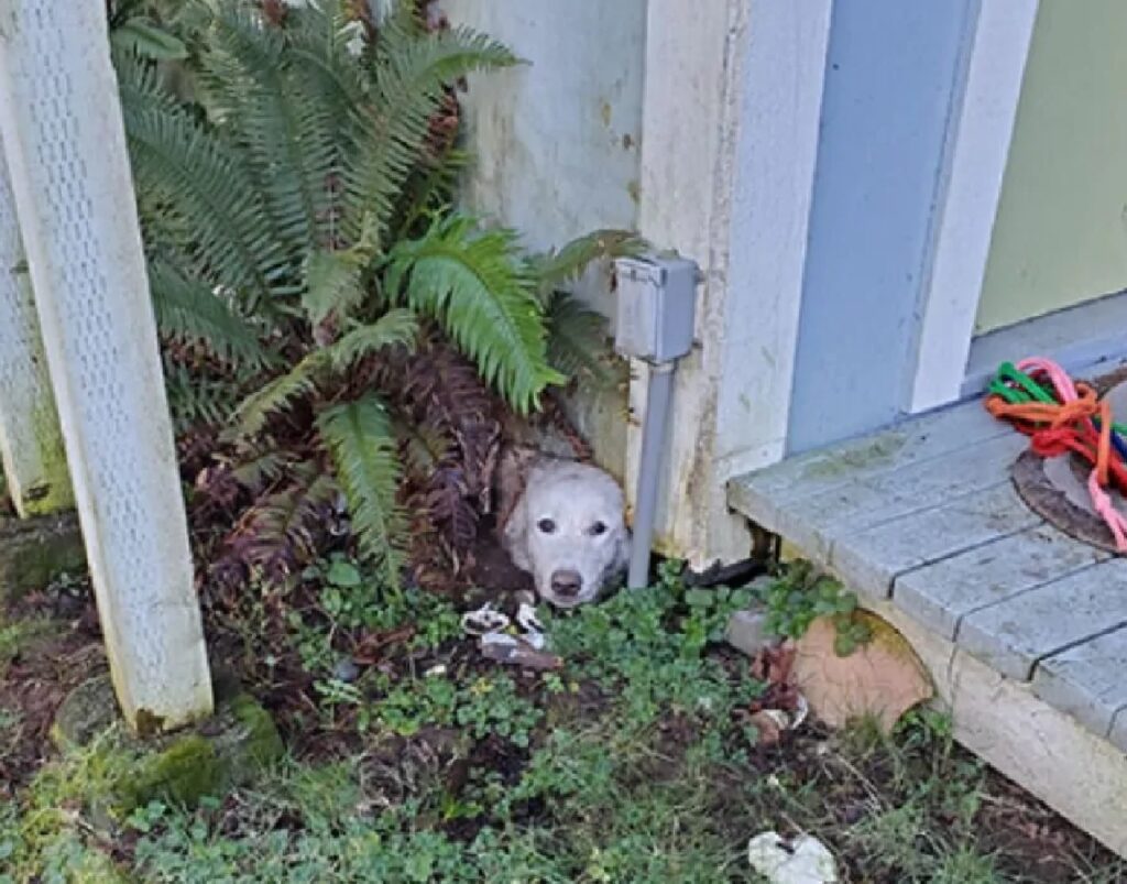 cagnolino sotto terra