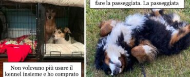 cani che non funzionano proprio