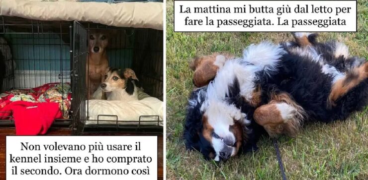 cani che non funzionano proprio