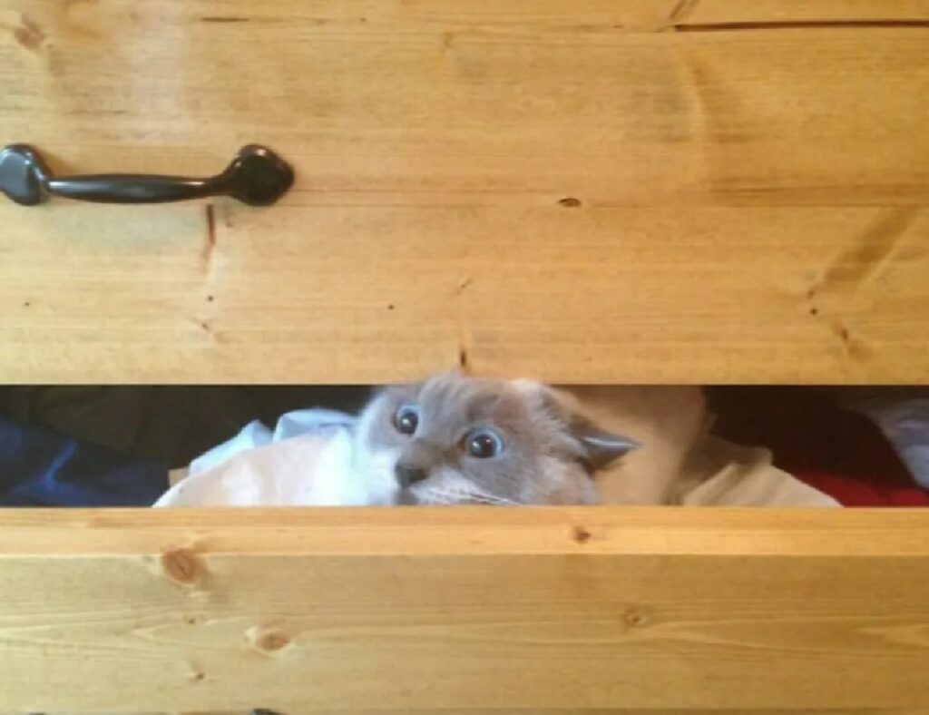 gatto dentro cassetto camera