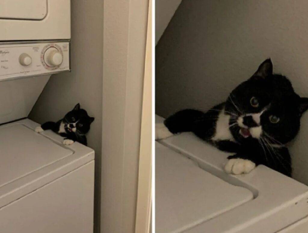 gatto bloccato dietro lavatrice
